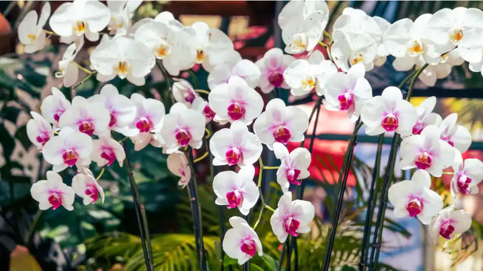 The Flowers Festival of Aibonito (Festival de las Flores) 